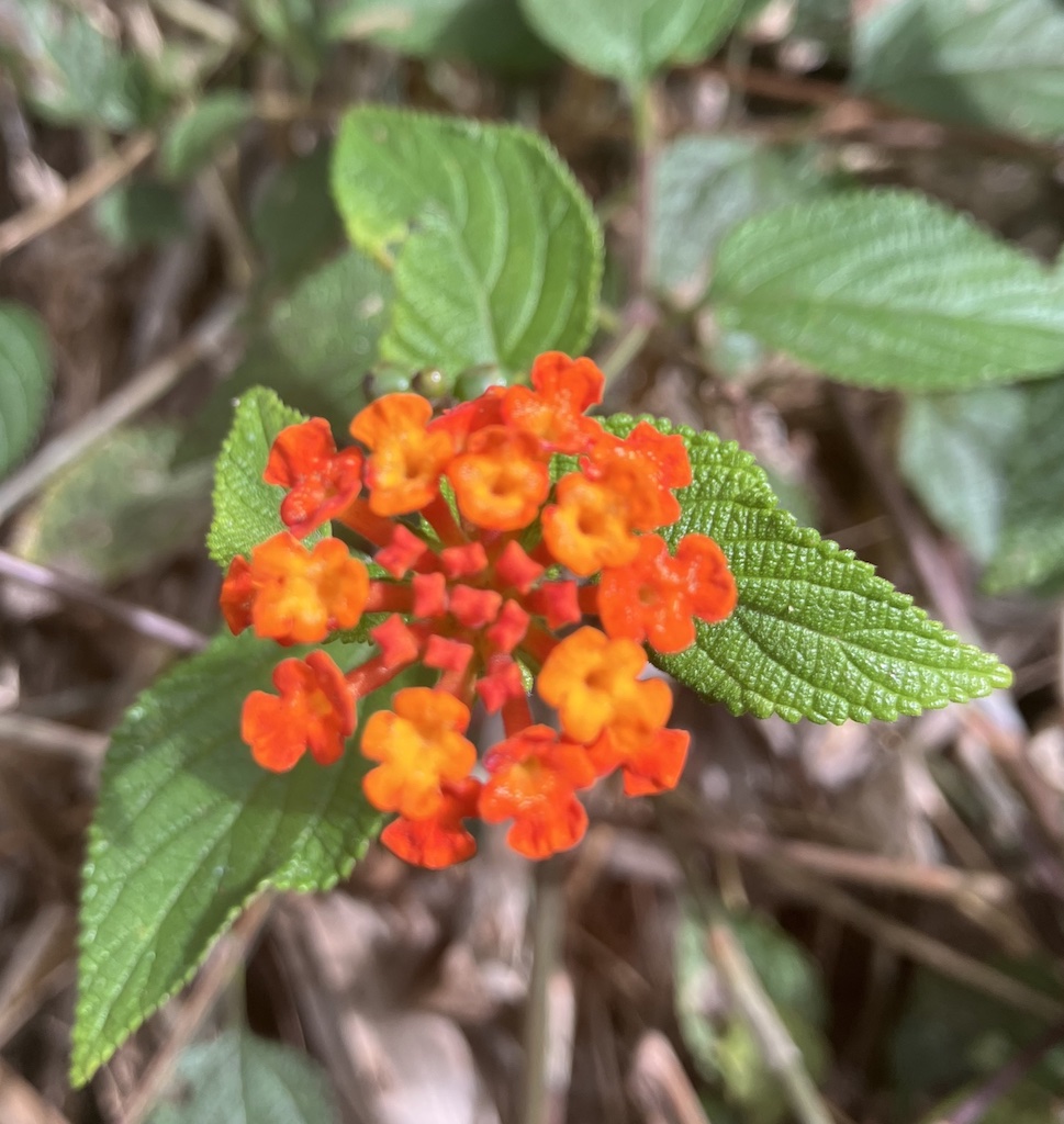 Blume auf der Insel Brava Kapverden