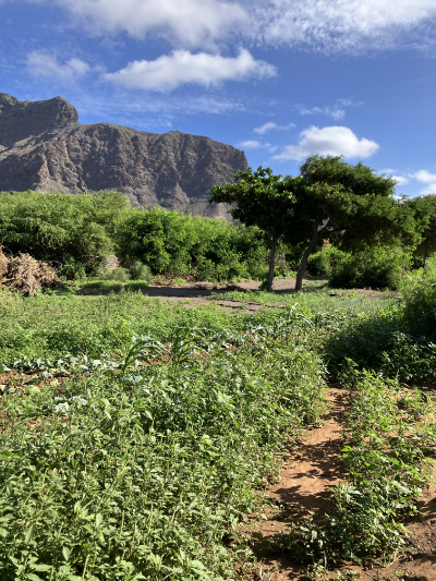 Grünes Feld mit Pflanzen in Madeiral auf der Insel São Vicente