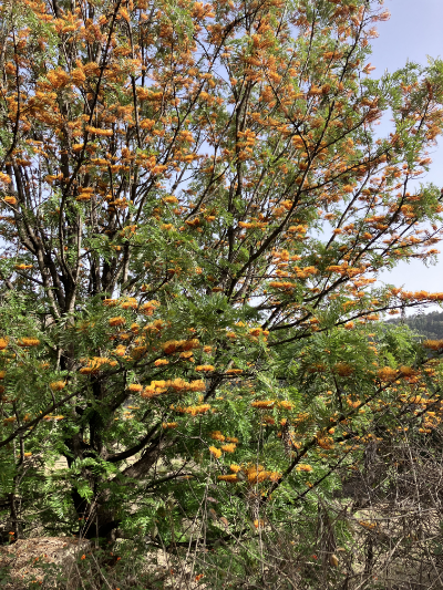 Baum auf Santo Antão