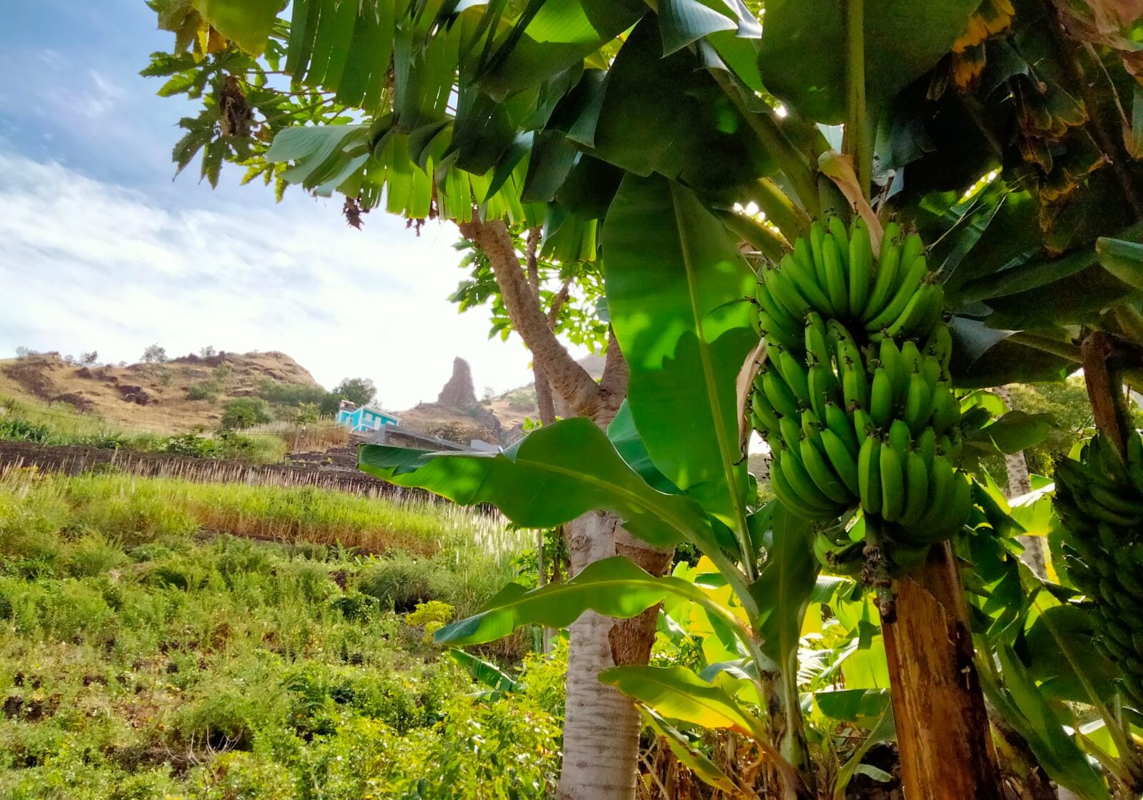 Bananen Insel Santo Antão