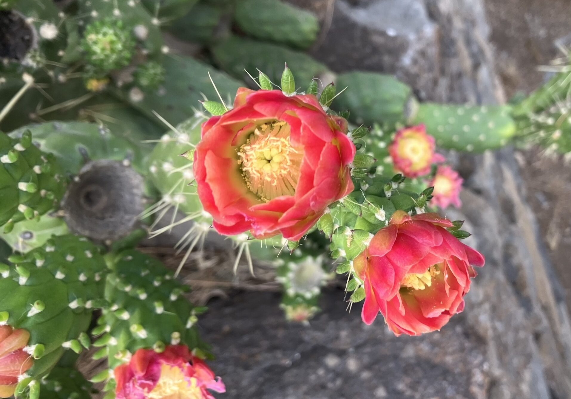 Blume von Kaktus Insel Santo Antão